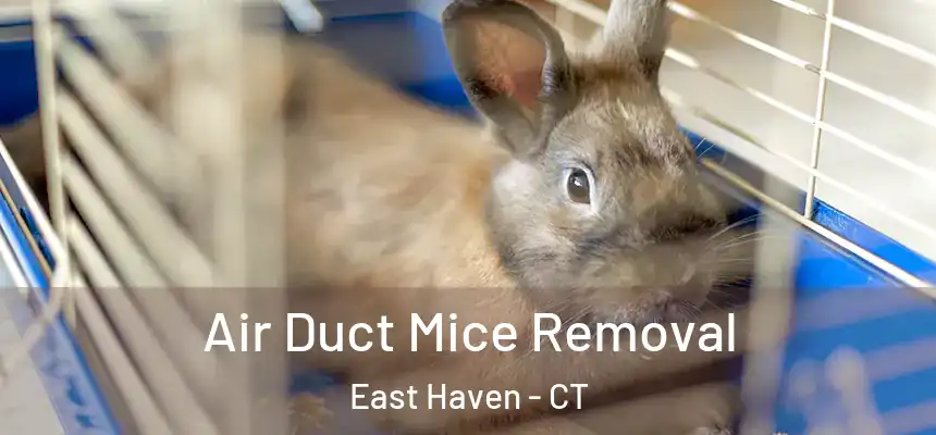 Air Duct Mice Removal East Haven - CT